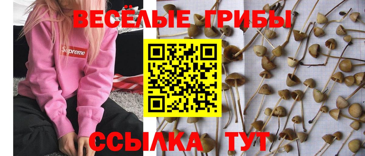 Галлюциногенные грибы Psilocybe Смоленск